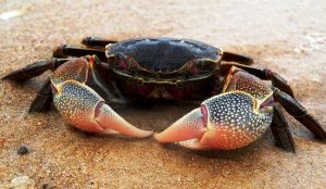 Tips dan Persiapan untuk Memancing Kepiting