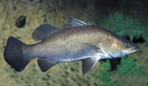 Tips dan Trik Sukses Mancing Barramundi di Sungai
