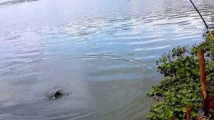 Trik Ngebandul Ikan di Danau