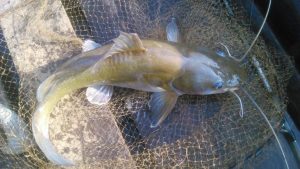 Umpan Ampuh Ikan Baung