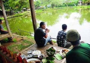 Umpan Ekonomis Ubi Putih