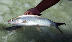 Umpan Jitu Memancing Ikan Bandeng