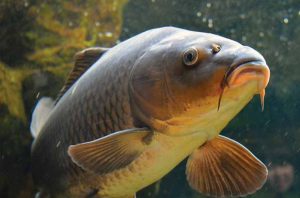 Umpan Ekonomis & Praktis untuk Ikan Mas