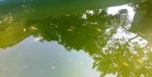 Umpan untuk kolam ikan warna hijau pekat