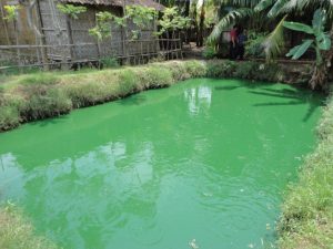 Racikan Umpan Ikan Mas Air Hijau