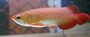 Manfaat Daun Ketapang Untuk Ikan Arwana