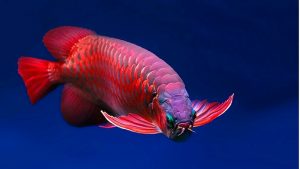 Ikan Arwana Terbesar di Dunia