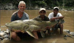 2 Ikan Langka di Bukit Barisan