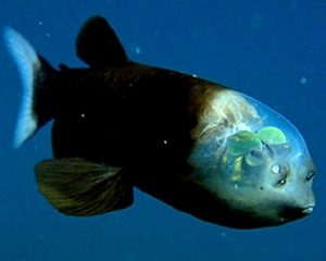 Ikan Barreleye, Spesies Ikan Unik Berkepala Transparan