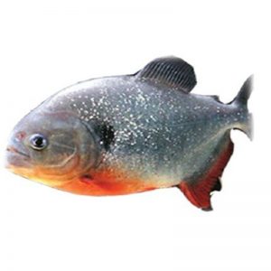 Umpan ikan bawal harian maknyuss