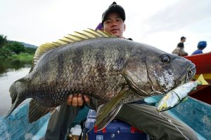 Ikan black bass di sungai baliase,sulawesi selatan kabupaten luwu utara