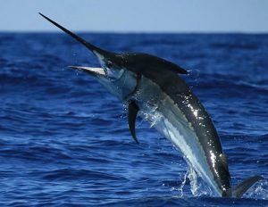 Mengenal Black Marlin