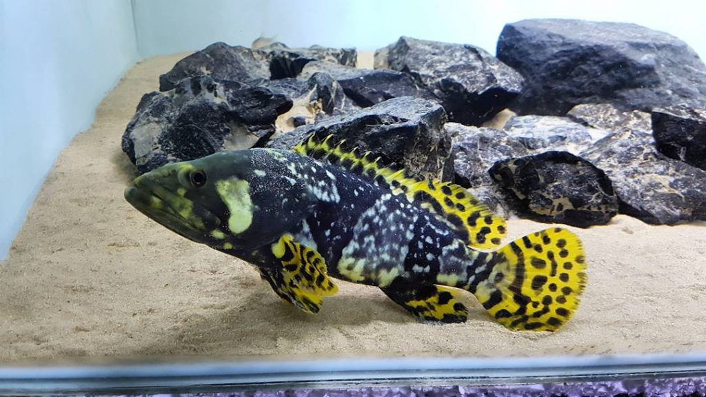 BUMBLEBEE GROUPER