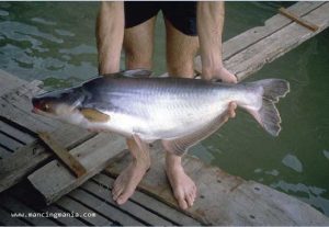 Umpan Jitu Galatama Patin di Musim Hujan