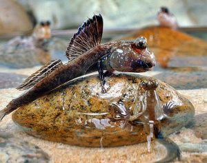 Mengenal Ikan Glodok (MUDSKIPPER)