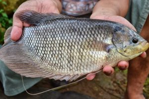 Umpan Jitu Ikan Gurami Media Ubi Jalar