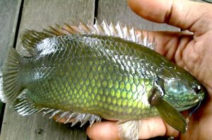 Sensasi Mancing Ikan Betik Menggunakan Joran Tegek Sensasi Mancing Ikan Betik Menggunakan Joran Tegek Ikan Betik di pulau Jawa mempunyai 3 nama menurut ukurannya.Waktu kecil sering di sebut Menter,agak besar berubah menjadi Betik dan Setelah besar masyarakat pulau Jawa menyebutnya Betok.Ikan ini banyak di jumpai di rawa, danau,sungai kecil,parit,sawah maupun kangkungan sebagai ikan yang hidup liar. Sepintas bentuknya mirip mujair namun sirip dan dagingnya lebih keras dan tahan hidup di dalam lumpur. Ikan yang mempunyai nama ilmiah Anabas Testudineus ini merupakan jenis Omnivora pemakan segala.Cara memancingnya selain menggunakan alat perangkap juga mudah mudah sekali di pancing dengan menggunakan alat pancing sederhana.Umpan untuk ikan Betik banyak ragam tergantung tempat mancingnya. Kalau di rawa, danau,sungai,parit para pemancing sering menggunaakan umpan cacing. Sebaliknya di persawahan dan kangkungan, umpan mengapung seperti laron,cere,kinjeng(capung),jangkrik lebih banyak digunakan para pemancing karena lebih disukai ikan Betik. Untuk mancing Betik para pemancing biasa menggunakan menggunakan joran panjang 4-5 meter(jenis tegek). Adapun kita bisa menggunakan Joran (walesan) yang dibuat dari bambu dengan panjang sekitar 1.5-2 meteran. Bahkan para leluhur di pulau JAwa menggunakan joran yang ujungnya lebih kecil dan lentur, bahannya terbuat dari bambu dan tali yang sudah tua dan kering. Betik merupakan ikan liar yang mudah dipancing. Untuk spot mancing di kangkungan berbeda tehniknya di sungai atau rawa. Para mania harus pandai memilih dan mencari ruang bebas dari tanaman kangkung untuk menaruh umpan. Jenis ikan ini sangat rakus jadi jarang sekali para pemancing pulang ke rumah tanpa membawa ikan Betik. Para mania harus tahu ikan Betik mencari makannya pada pagi atau sore hari. Jam itulah paling cocok mancing Betik kangkungan karena sedang galaknya. Para mania juga harus sering berpindah mengitari area kangkungan. Selain ikan Betik bisa bertahan hidup hampir sembarang tempat juga cepat berkembang. Maka tak heran ikan Betik sangat mudah ditemui tapi memang jarang sekali di jual belikan. Oleh masyarakat biasanya hanya di ambil buat konsumsi keluarga sebagai lauk pauk. Source:mancingmania.com