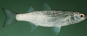 Mancing Belanak menggunakan umpan roti