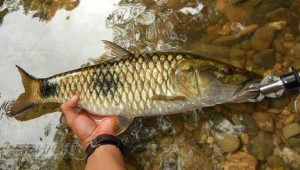 Mengenal Ikan Hampala