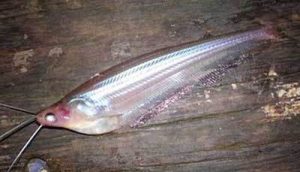 Umpan jitu ikan lais