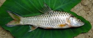 Uniknya mancing ikan masheer