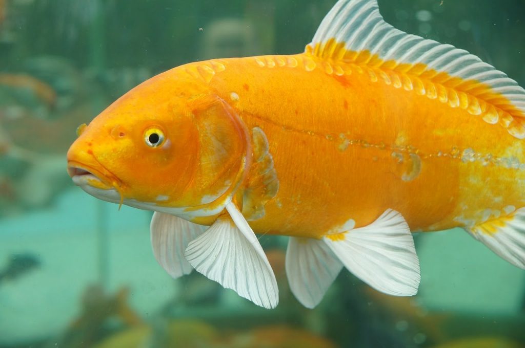 Resep Jitu Umpan Ikan Mas di Cuaca Dingin