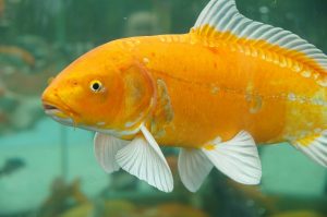 Resep Jitu Umpan Ikan Mas di Cuaca Dingin