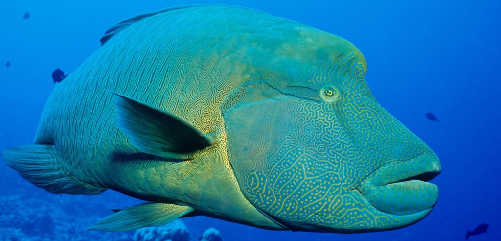 Cheilunus undulates, Sang Ikan Napoleon yang Mulai Punah Keberadaannya