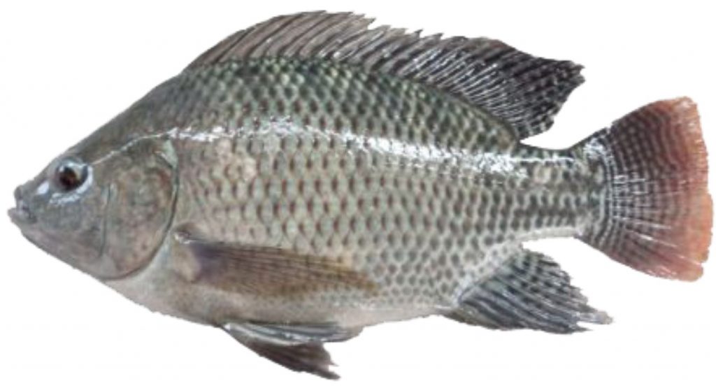 5 Trik Sukses Mancing Ikan Nila yang Mogok Makan