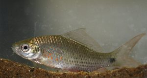 Umpan Jitu Ikan Nilem Aroma Wangi