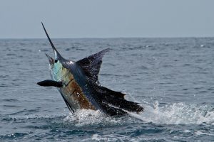 10 Jenis Ikan Billfish Target Para Pemancing Sportfishing