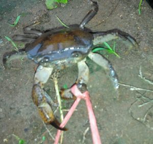 Ampuhnya Kepiting Yuyu Sebagai Umpan Mancing Ikan Lele