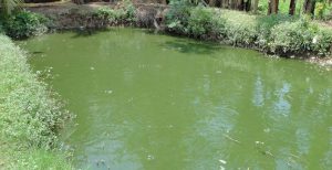 Umpan Mancing di Air Berwarna Hijau Pekat