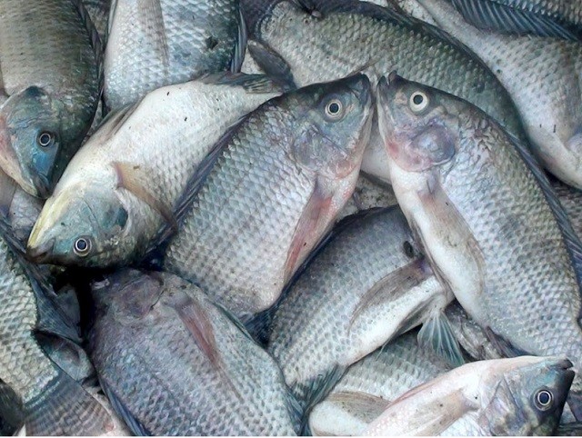 Makanan Ikan Mujair Biar Cepat Besat dan Berkualitas