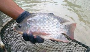 Budidaya ikan Nila