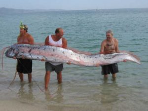 Oarfish Ikan Terpanjang Yang Hidup Menyendiri