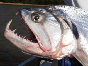 Mengenal Ikan Payara "Si Vampir Air Tawar"