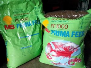Umpan ikan patin menggunakan pf 1000