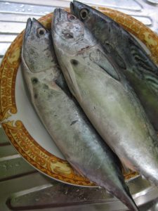 Umpan Ikan Patin Menggunakan Pindang Tongkol