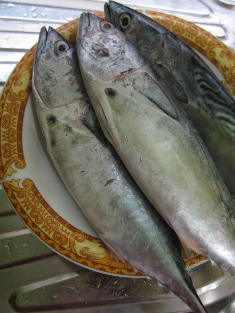 Umpan Ikan Patin Menggunakan Pindang Tongkol