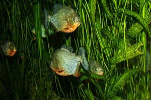 Memancing piranha? Begini caranya!