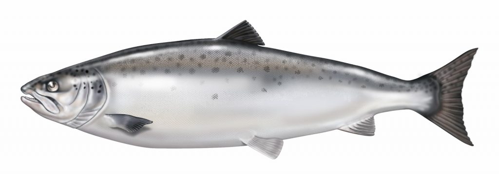 Siklus Hidup Ikan Salmon