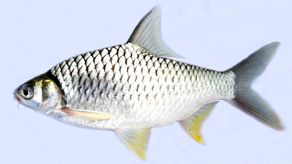 Cara Ampuh Umpan Ikan Tawes