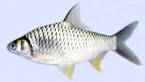 Cara Ampuh Umpan Ikan Tawes