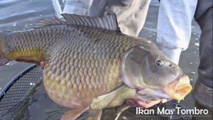 Umpan Jitu Galatama Tombro Malam Hari