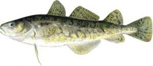 Tomcod, Ikan yang Bisa Hidup di Limbah Beracun