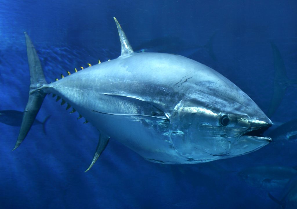 Manfaat Ikan Tuna Bagi Kesehatan Tubuh Manusia
