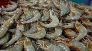 4 Teknik Jitu Pemasangan Umpan Udang