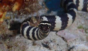 Waspada Serangan Ular Ketika Sedang Mancing Ngoyor di Pantai
