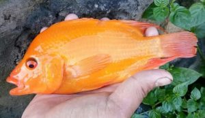 Mancing Setan Merah di waduk Sermo